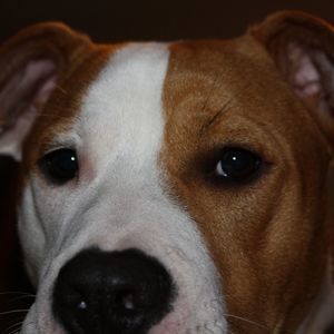 Meet your Posher, Shawn